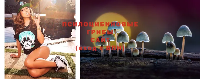 ссылка на мегу маркетплейс  Красный Сулин  Псилоцибиновые грибы MAGIC MUSHROOMS  дарнет шоп 